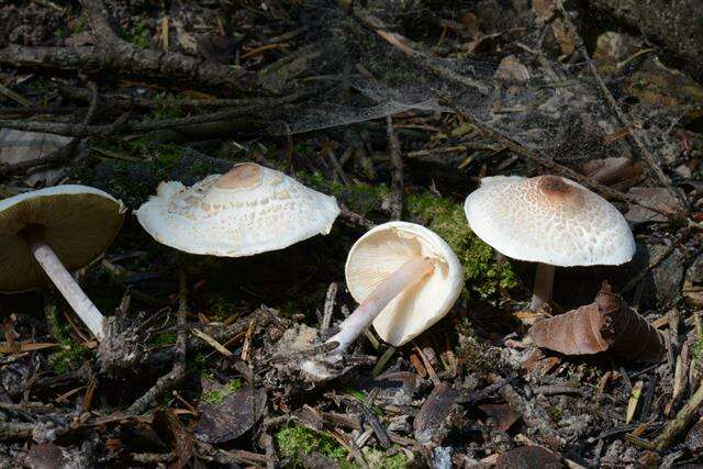 Image of Lepiota