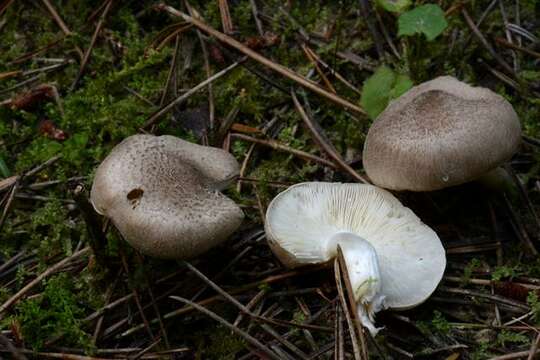 Tricholoma argyraceum (Bull.) Gillet 1874 resmi