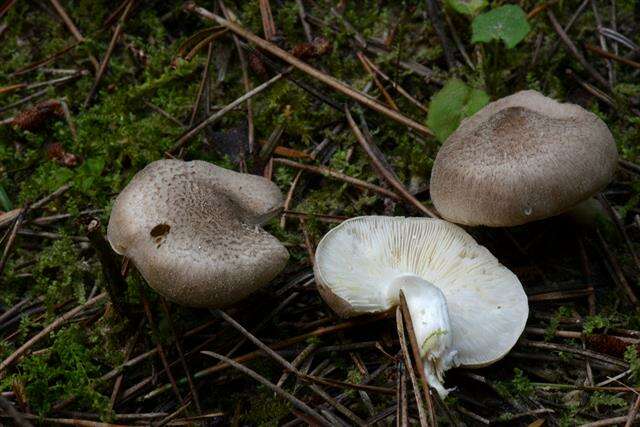 Image of Tricholoma argyraceum (Bull.) Gillet 1874