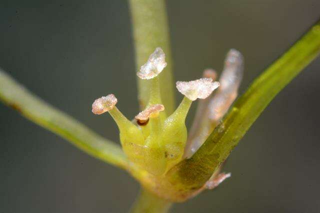 Image of Zannichellia palustris subsp. major (Hartm.) Ooststr. & Reichg.