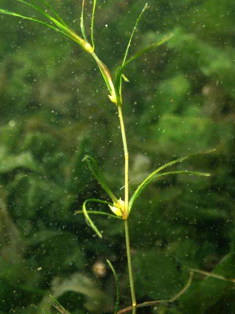 Image of Zannichellia palustris subsp. major (Hartm.) Ooststr. & Reichg.