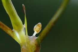 Image of Zannichellia palustris subsp. major (Hartm.) Ooststr. & Reichg.