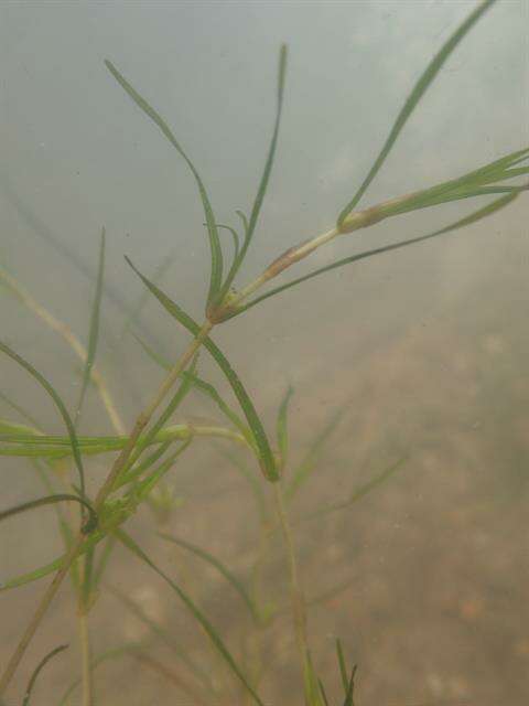 Image of Zannichellia palustris subsp. major (Hartm.) Ooststr. & Reichg.