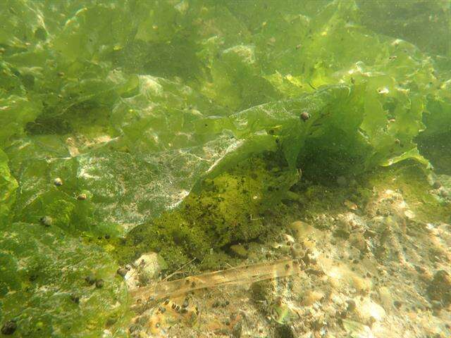 Image of Sea Lettuces and Allies