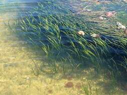 Image of eelgrass family