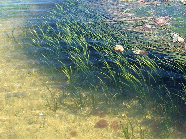 Image of eelgrass family