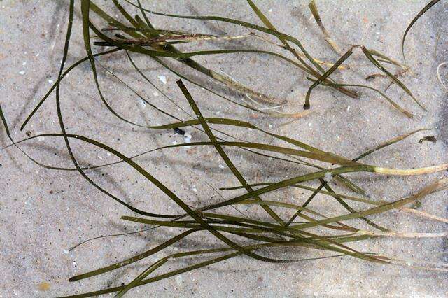 Image of eelgrass family