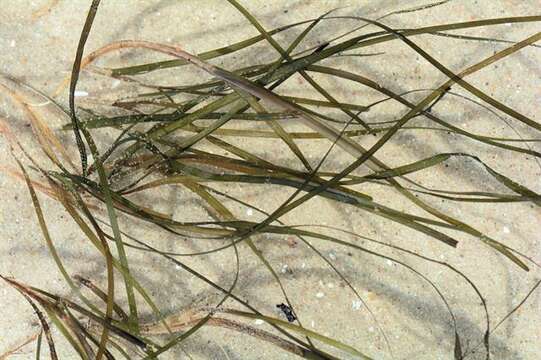 Image of eelgrass family