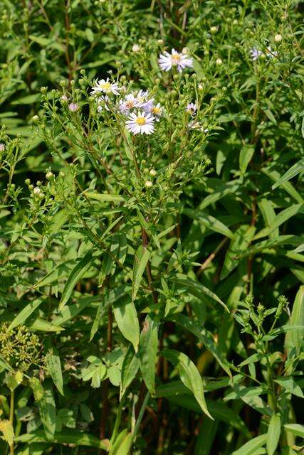 Image of Symphyotrichum versicolor (Willd.) G. L. Nesom