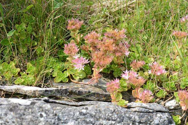 Image of Caucasian stonecrop