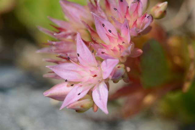 Image of Caucasian stonecrop