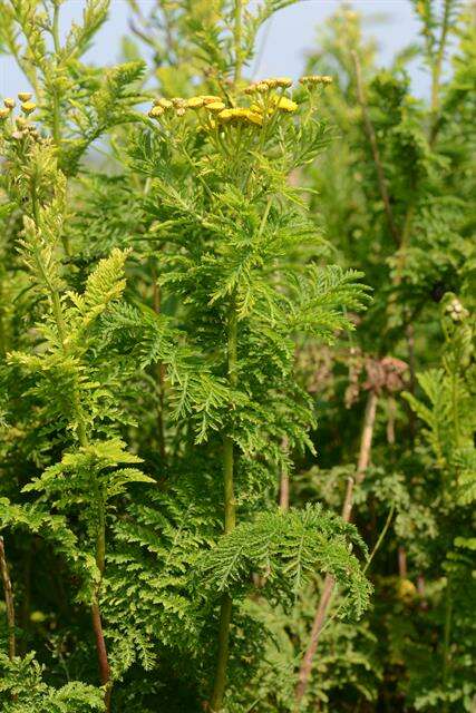 Image of tanacetum vulgare var. crispum