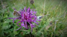 Image of Plebejus idas