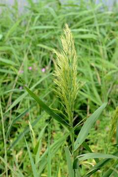 Image of reed