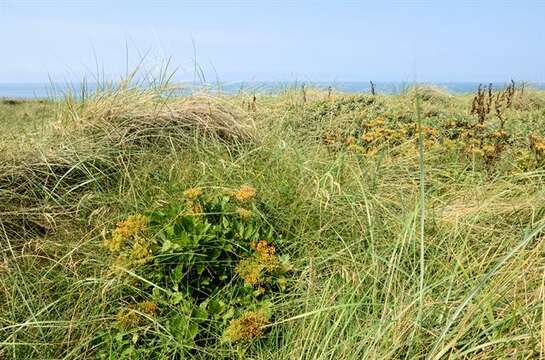 Ligusticum resmi