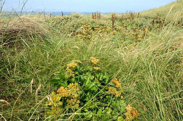 Ligusticum resmi