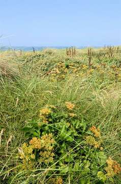 Ligusticum resmi