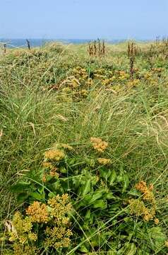 Ligusticum resmi