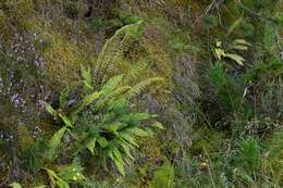 Image of <i>Blechnum spicant</i>