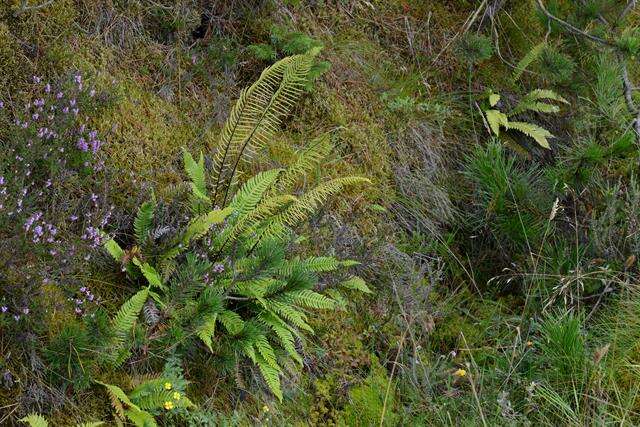 Image of <i>Blechnum spicant</i>