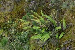 Image of <i>Blechnum spicant</i>