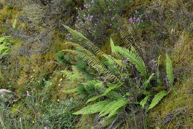 Image of <i>Blechnum spicant</i>