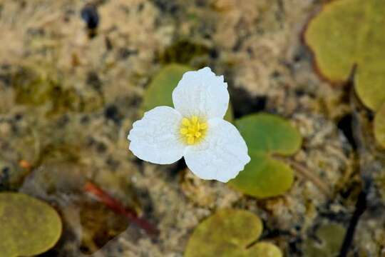 Image of hydrocharis