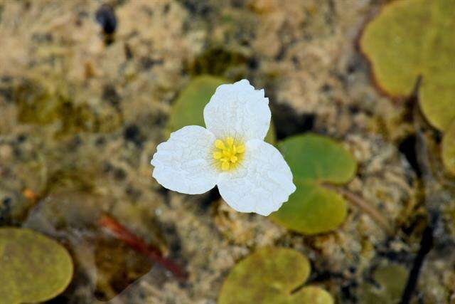 Image of hydrocharis