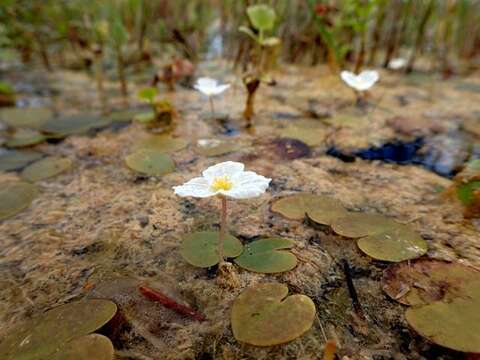 Imagem de Hydrocharis