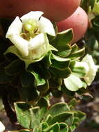 Escallonia myrtilloides L. fil. resmi