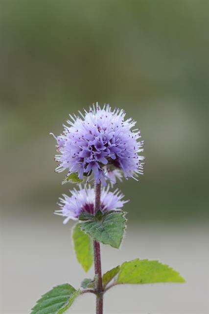 Image of Water Mint