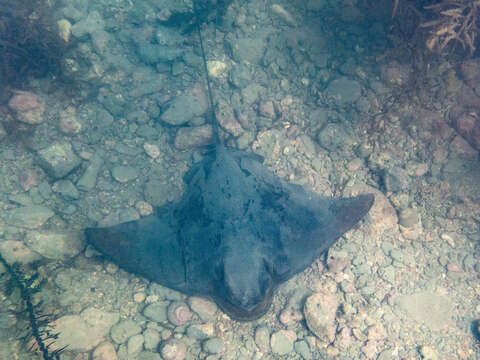 Image of Australian Eagle Ray