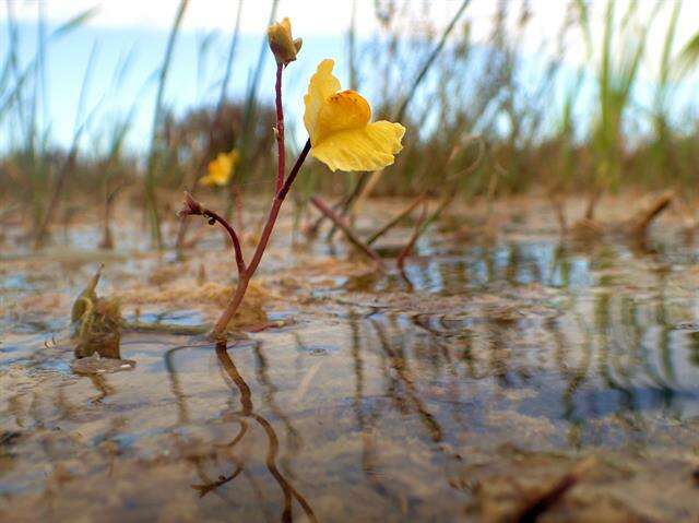 Image of Bladderworts