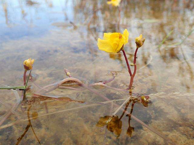 Image of Bladderworts