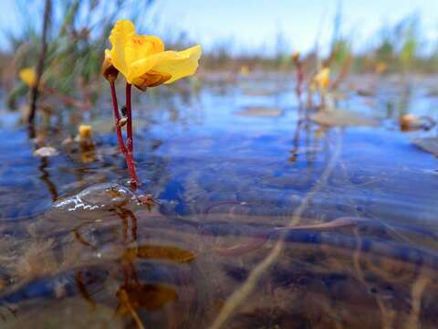 Image of Bladderworts