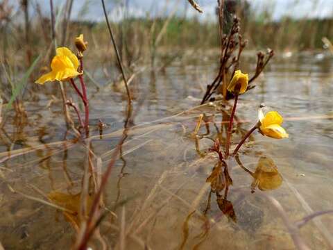 Image of Bladderworts