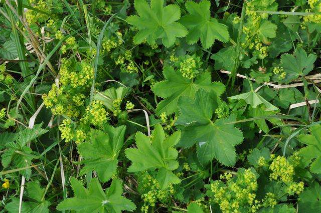 Image of lady's mantle