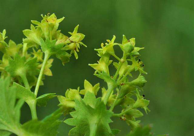 Image of lady's mantle