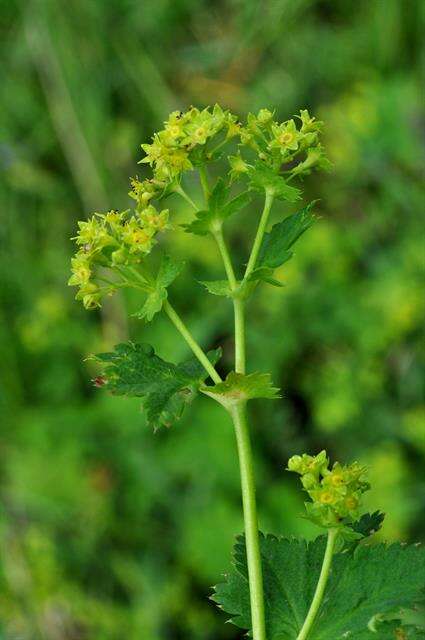 Image of lady's mantle