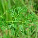 Image of little-leaf angelica