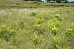 Image of Wood ferns