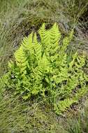 Image of Wood ferns