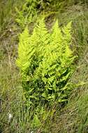 Image of Wood ferns