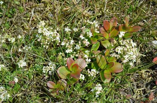 Plancia ëd Galium