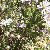 Image de Symphyotrichum carnerosanum (S. Wats.) G. L. Nesom