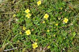 Image of cinquefoil