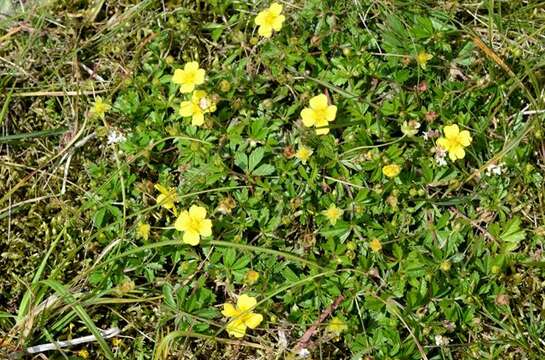 Image of cinquefoil