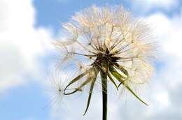 Image of goatsbeard