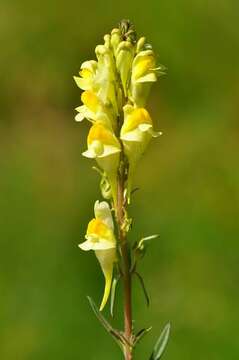 Image of Toadflax