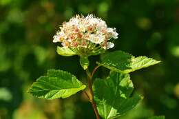 Plancia ëd Physocarpus